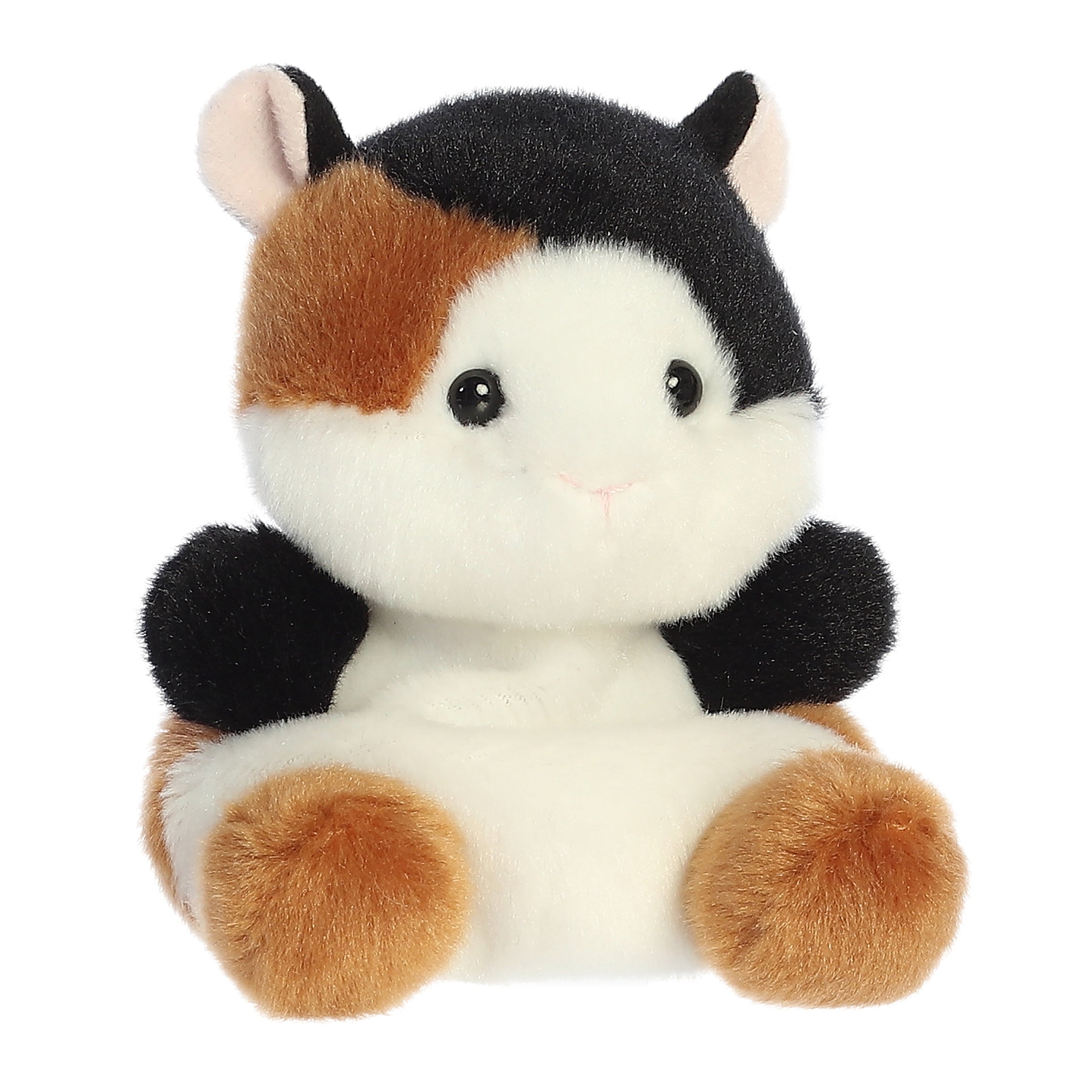 Alternative view of Nutmeg Guinea Pig