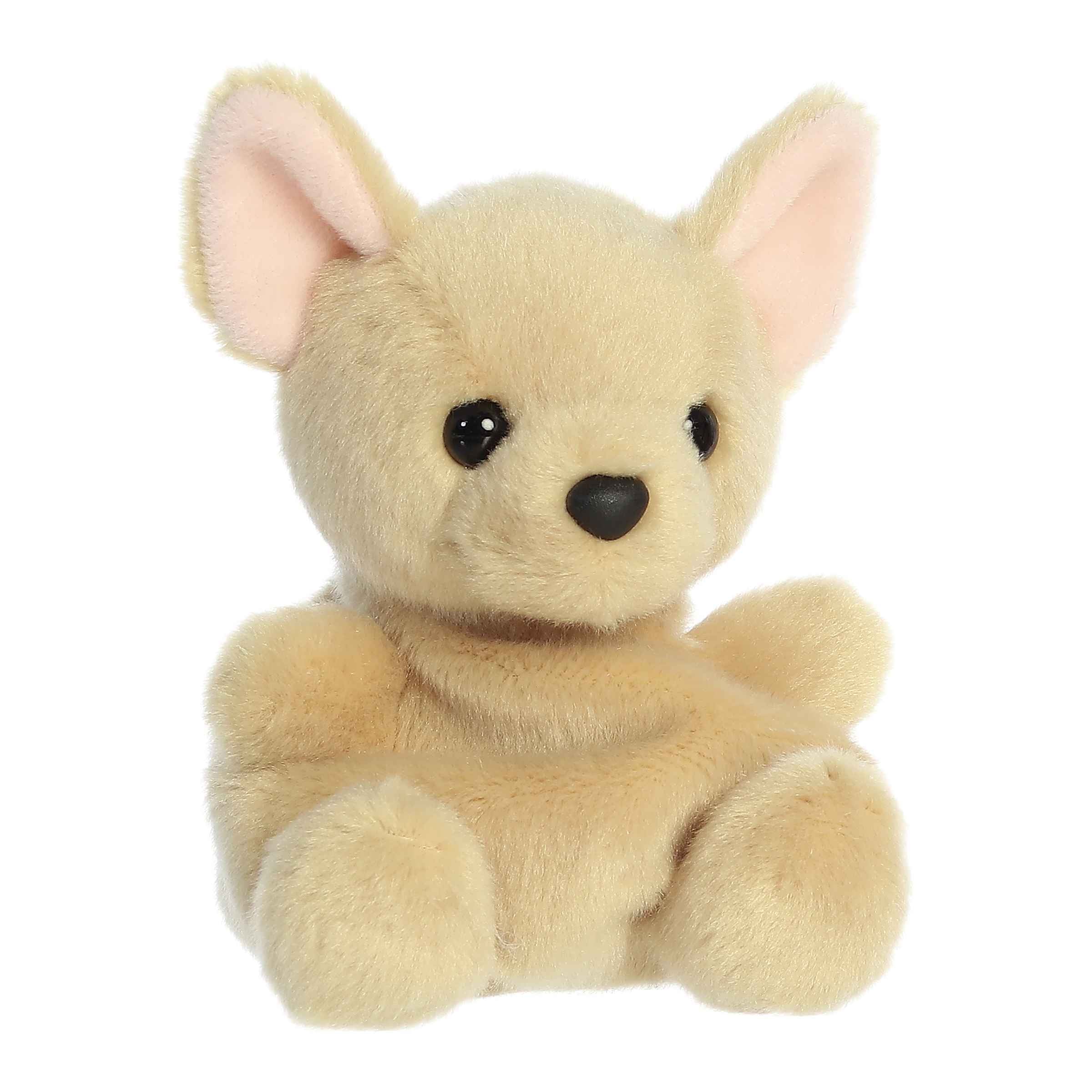 Alternative view of Cookie Chihuahua